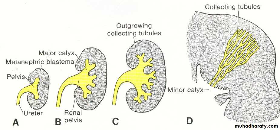 Urogenital system