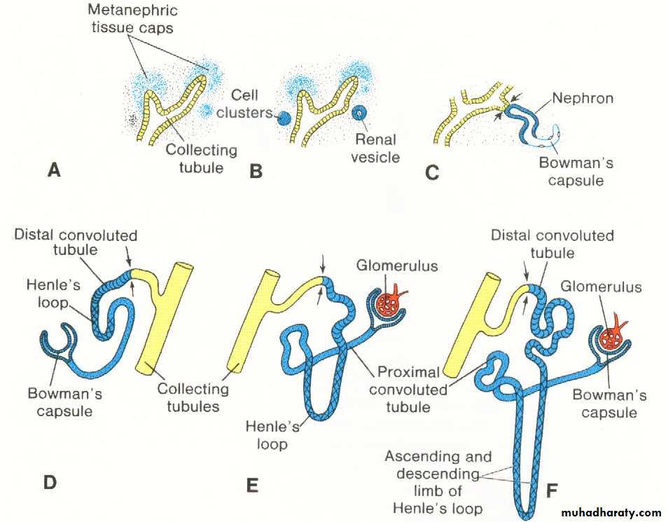 Urogenital system