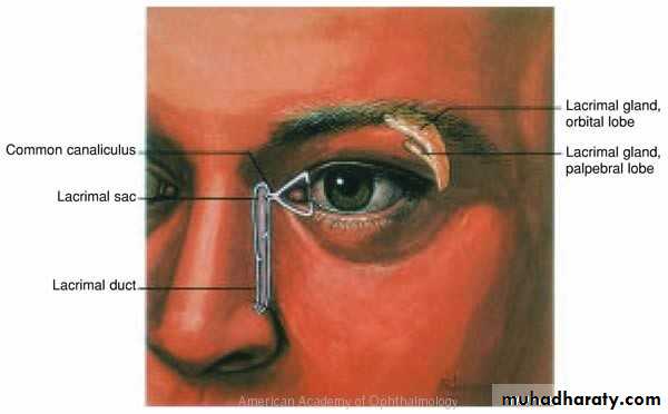eye lid