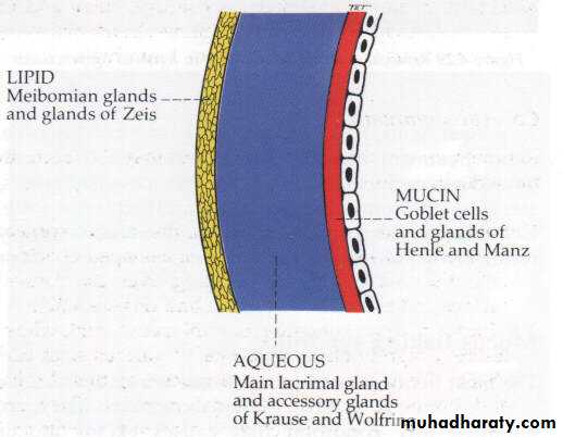 eye lid