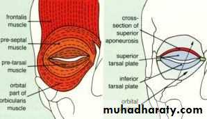 eye lid