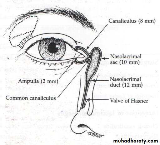 eye lid