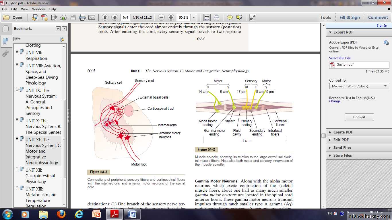 CNS