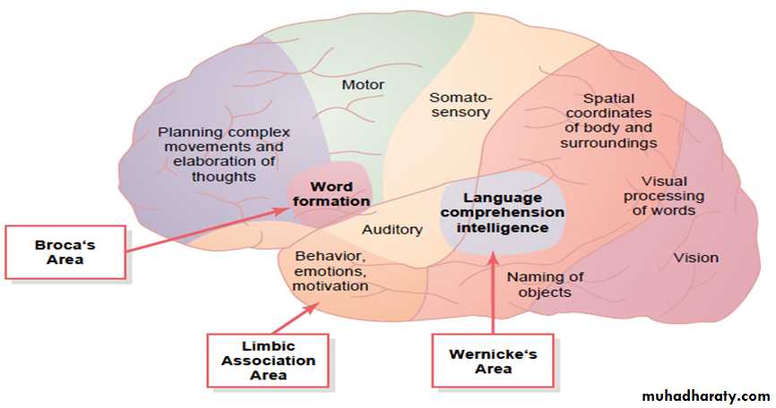 Higher brain functions