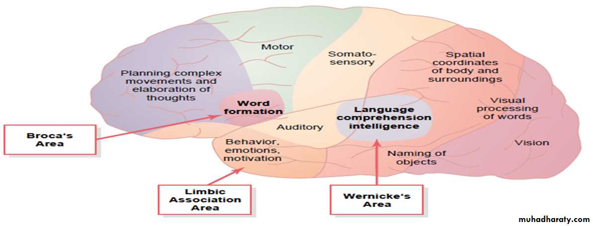 Higher brain functions