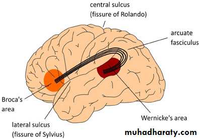 Higher brain functions