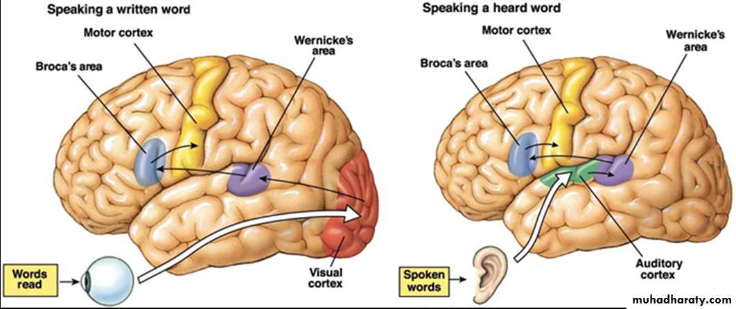 Higher brain functions