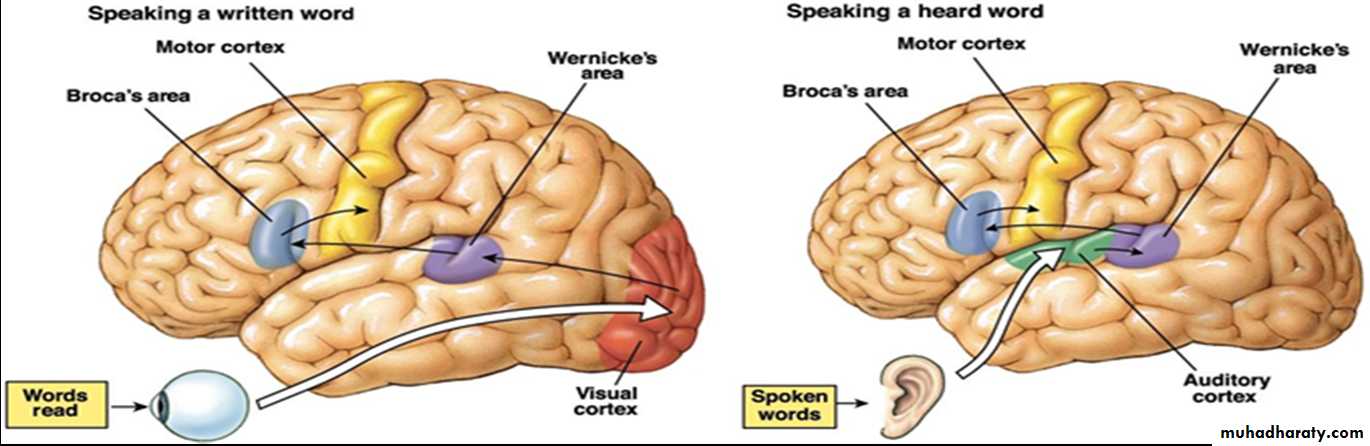 Higher brain functions