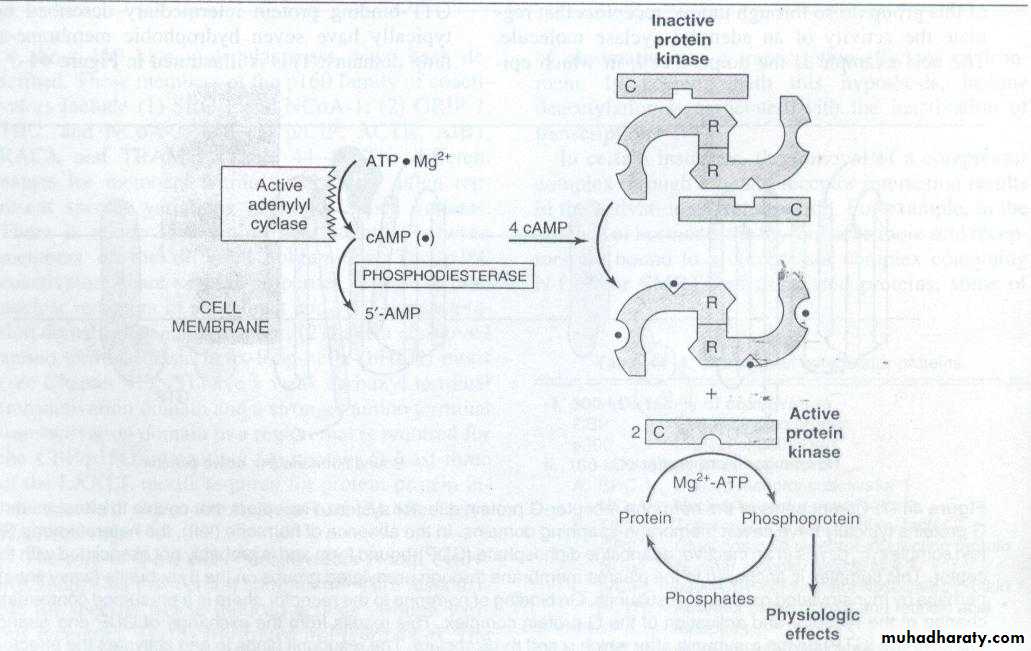 Hormones