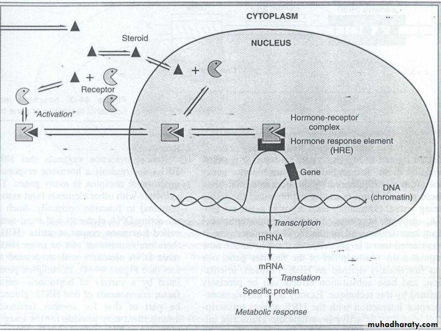 Hormones