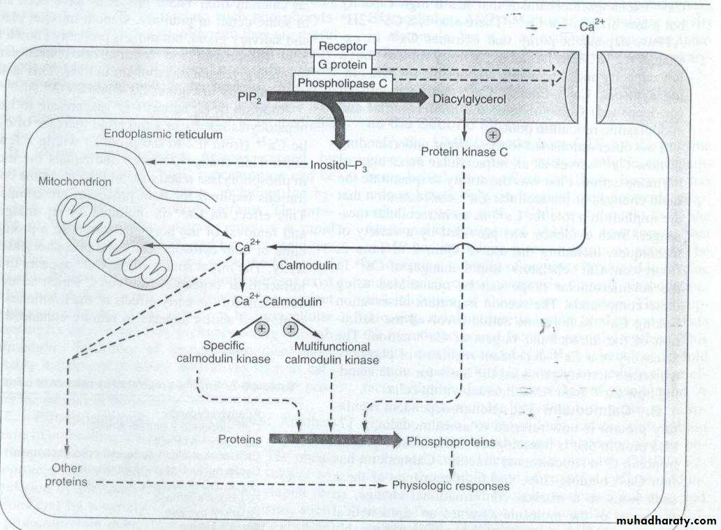 Hormones