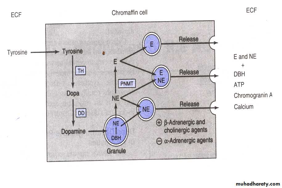 Hormones