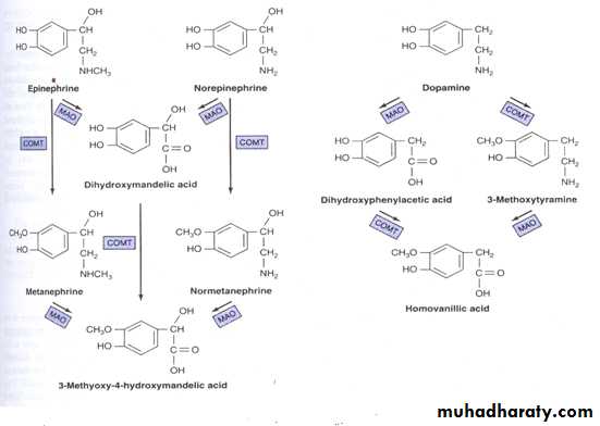Hormones