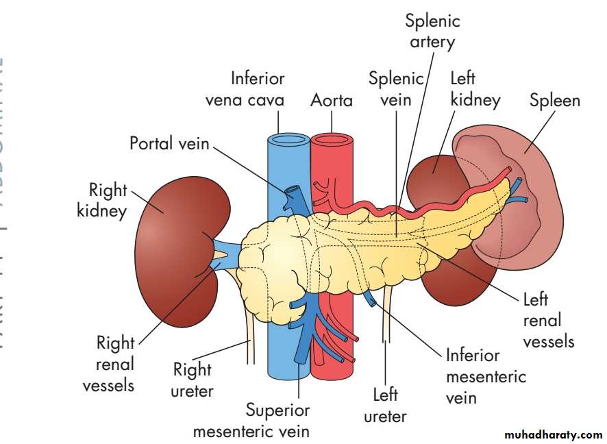 the pancreas
