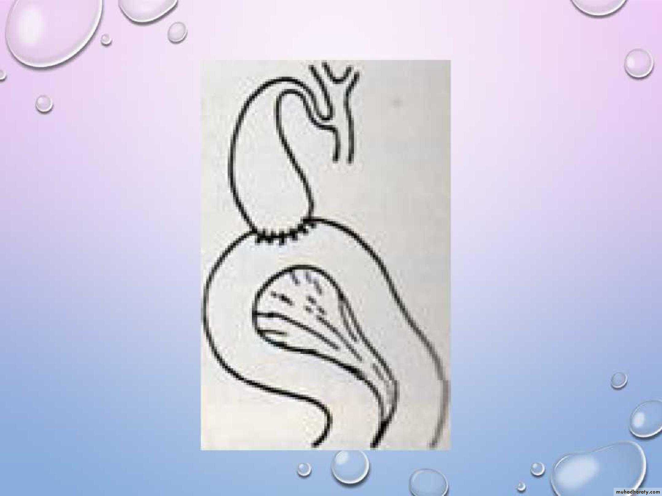 the pancreas