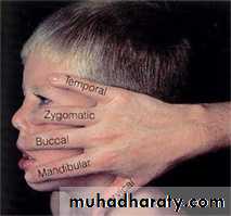 salivary gland 2