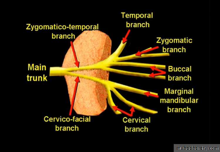 salivary gland 2