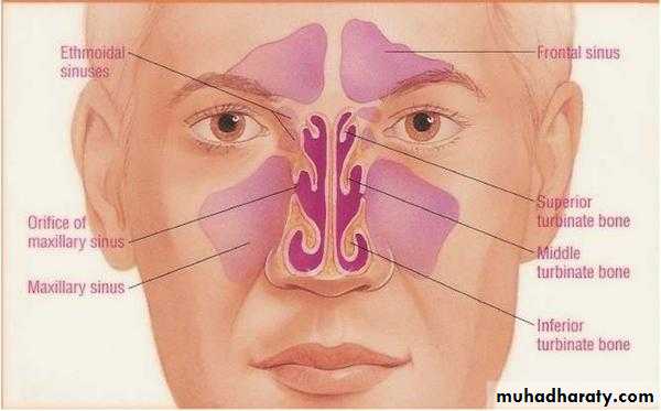 maxillary sinus disease