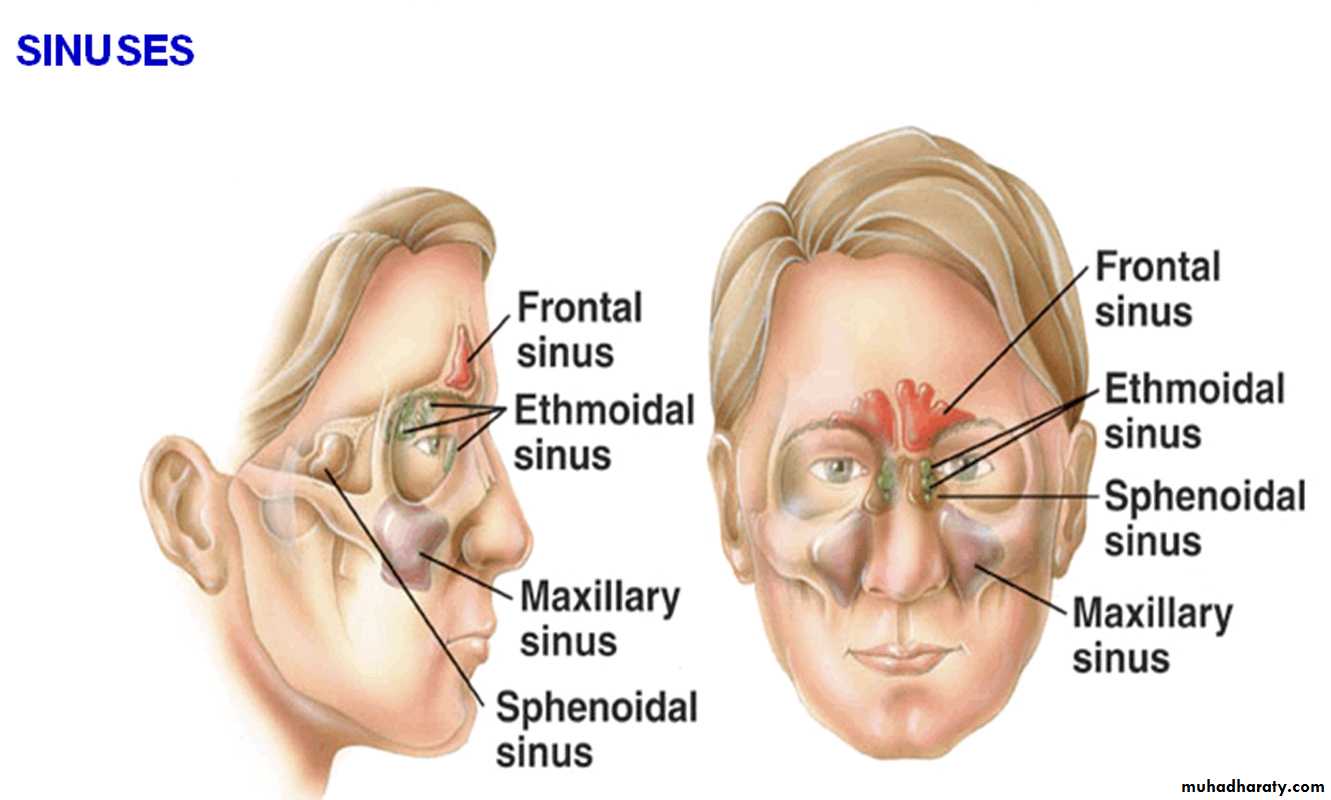 maxillary sinus disease