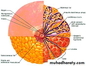 Breast Diseases