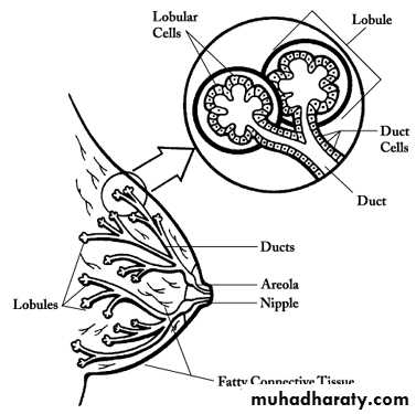 Breast Diseases