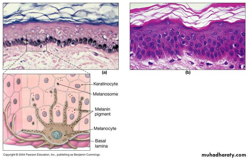 Anatomy & Function of the Skin