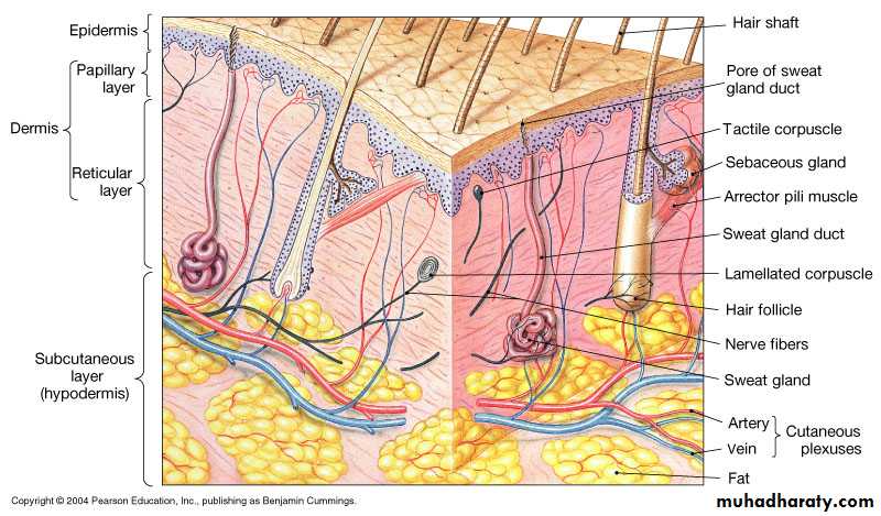 Anatomy & Function of the Skin