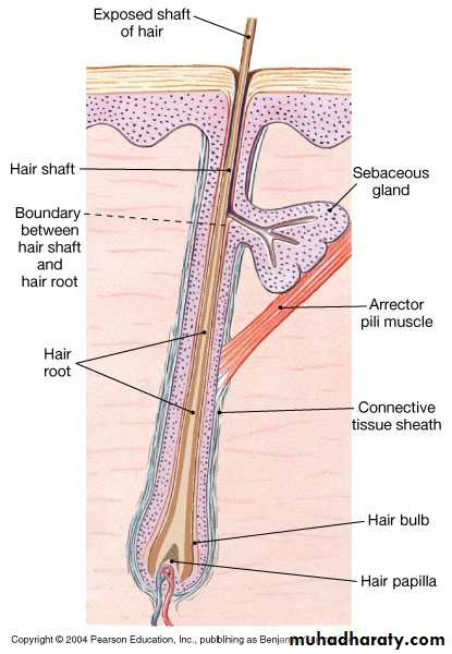 Anatomy & Function of the Skin