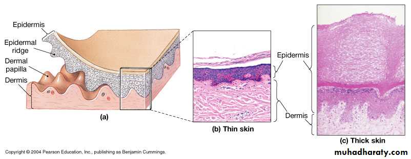 Anatomy & Function of the Skin