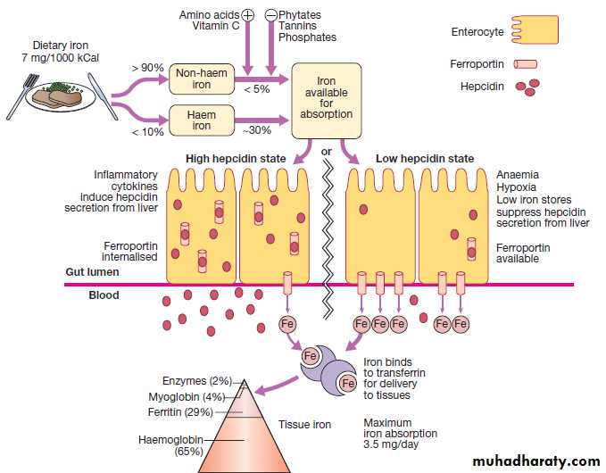 Iron deficiency anemia