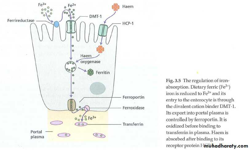 Iron deficiency anemia