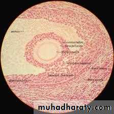 REPRODUCTIVE ENDOCRINOLOGY