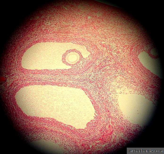 REPRODUCTIVE ENDOCRINOLOGY