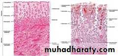 REPRODUCTIVE ENDOCRINOLOGY
