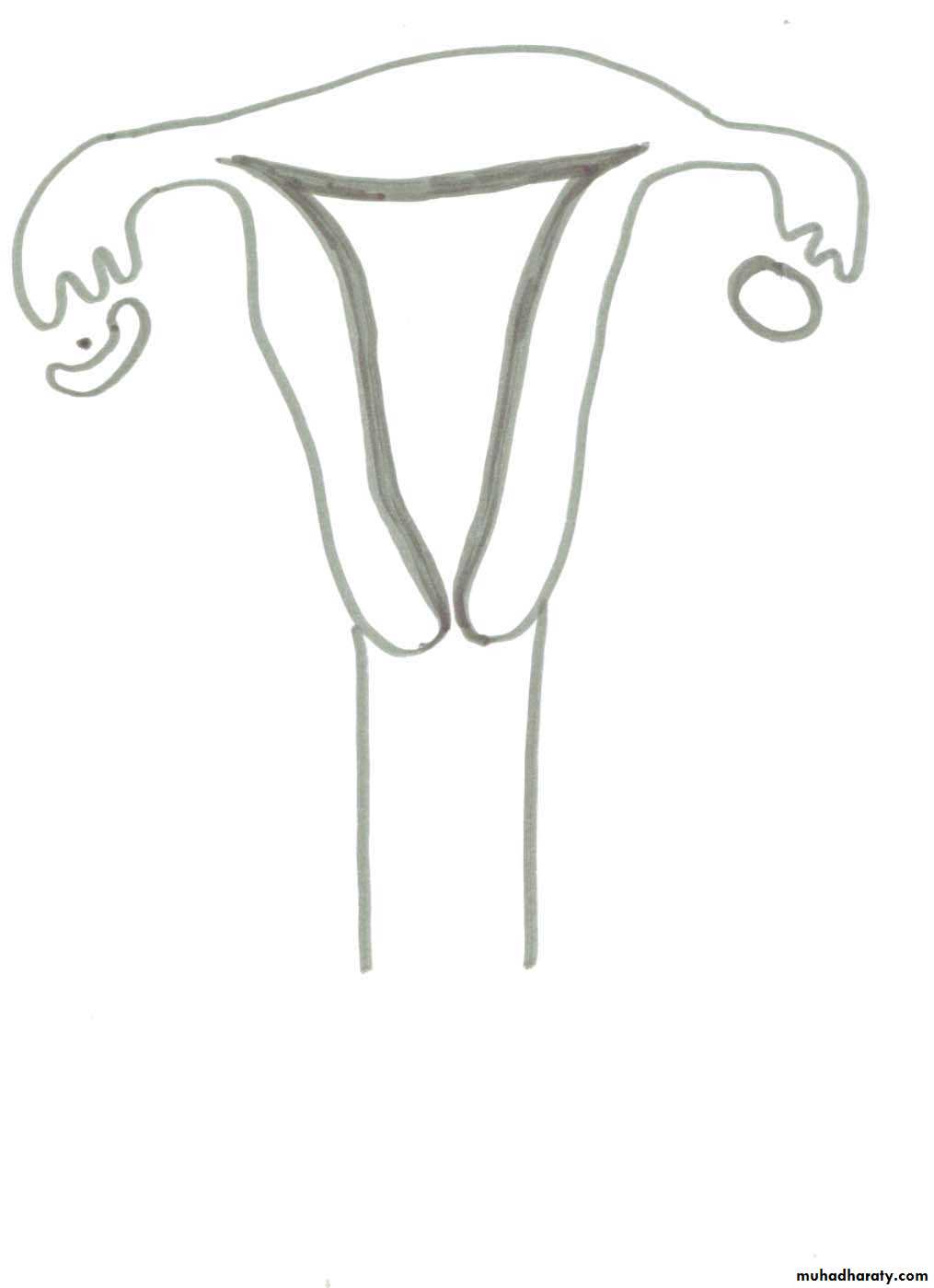 REPRODUCTIVE ENDOCRINOLOGY