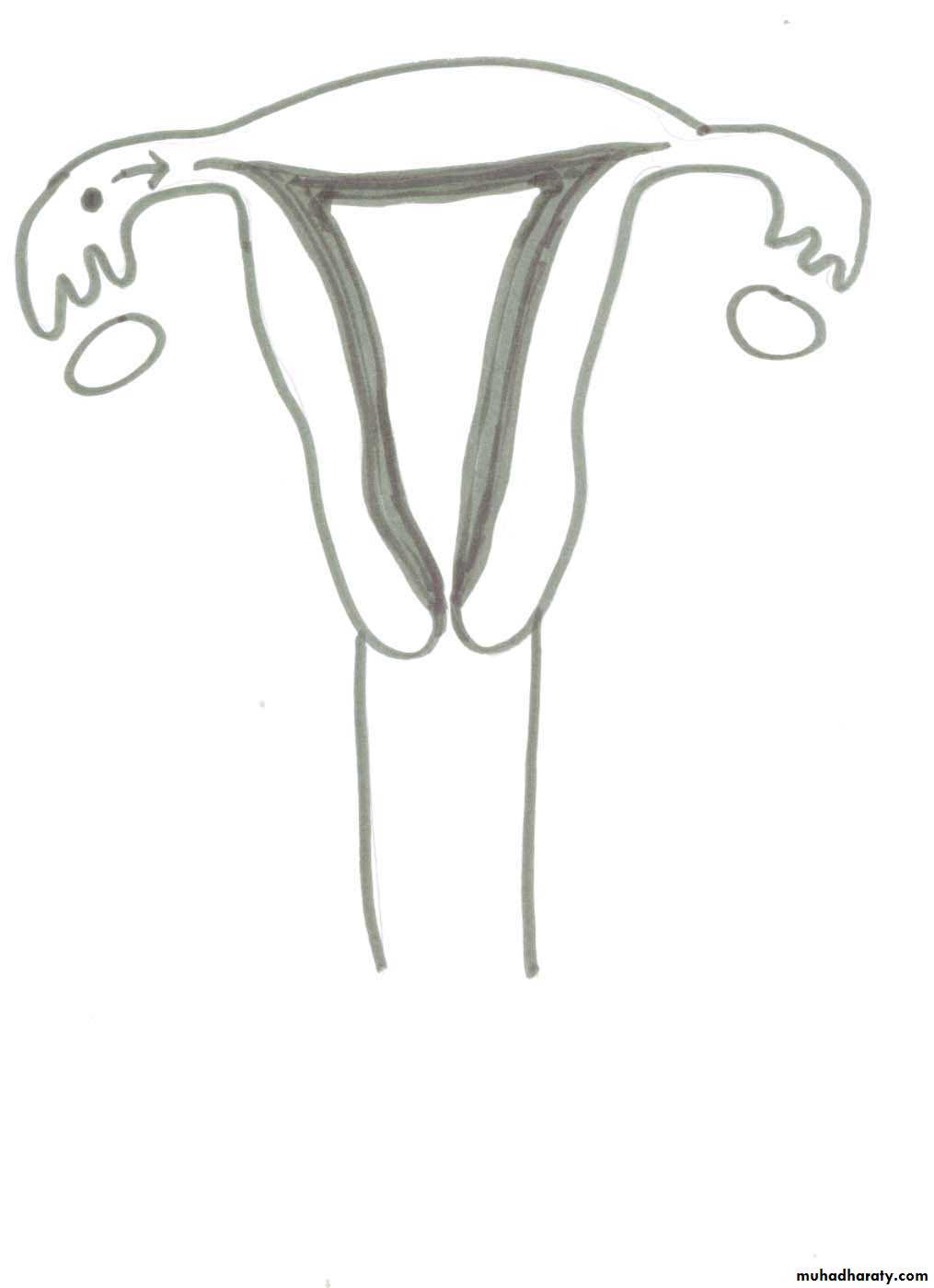 REPRODUCTIVE ENDOCRINOLOGY