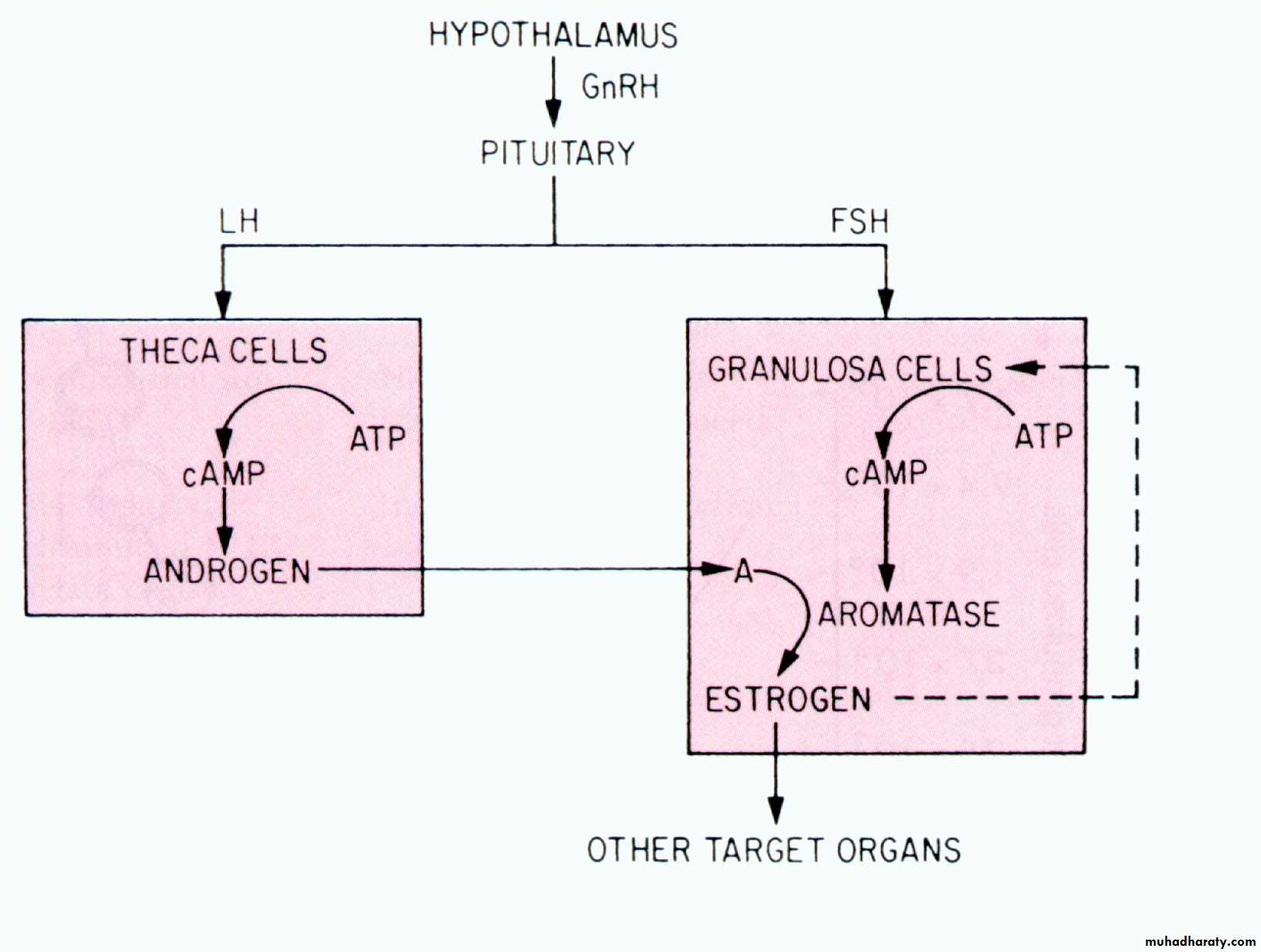 REPRODUCTIVE ENDOCRINOLOGY