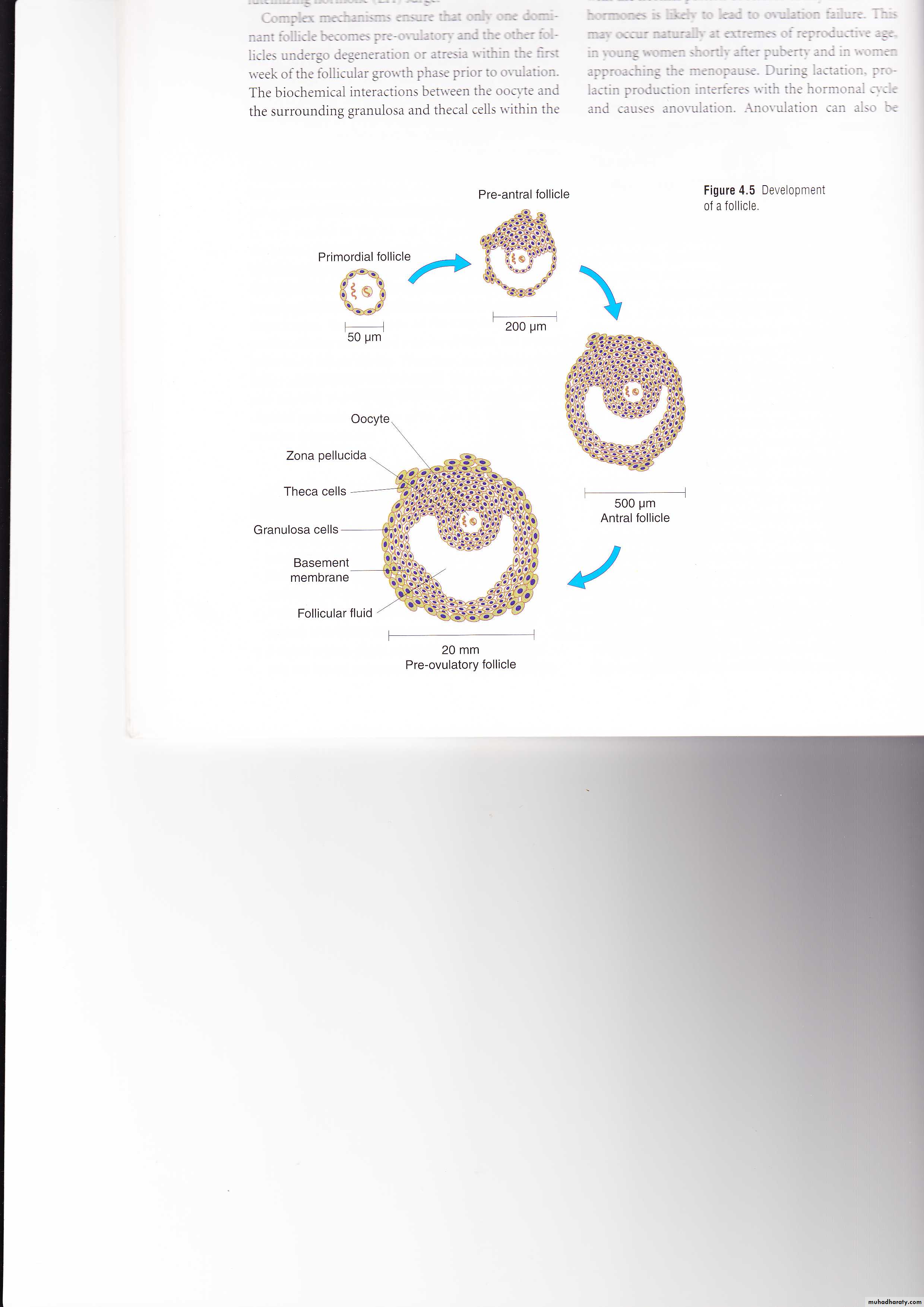 REPRODUCTIVE ENDOCRINOLOGY