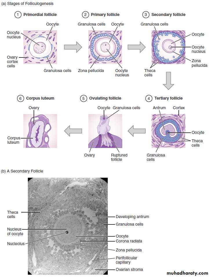 REPRODUCTIVE ENDOCRINOLOGY