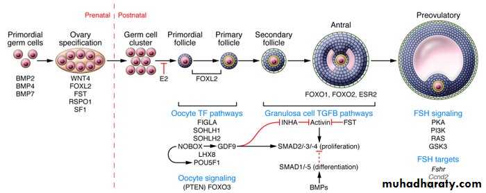 REPRODUCTIVE ENDOCRINOLOGY