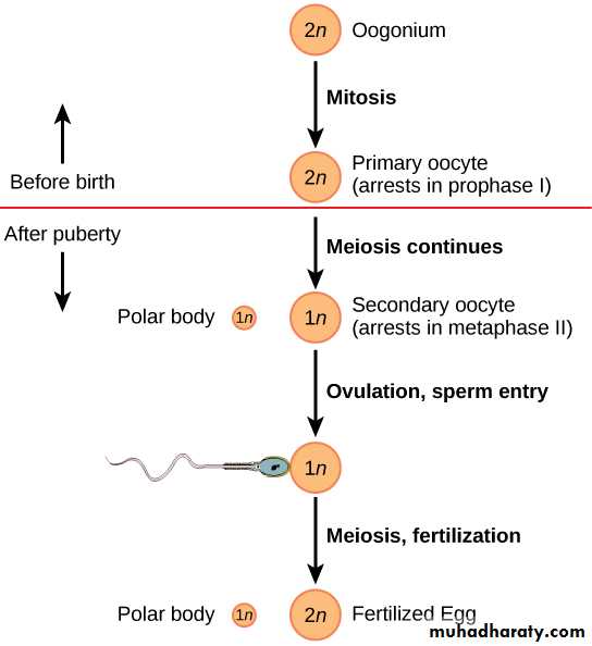 REPRODUCTIVE ENDOCRINOLOGY