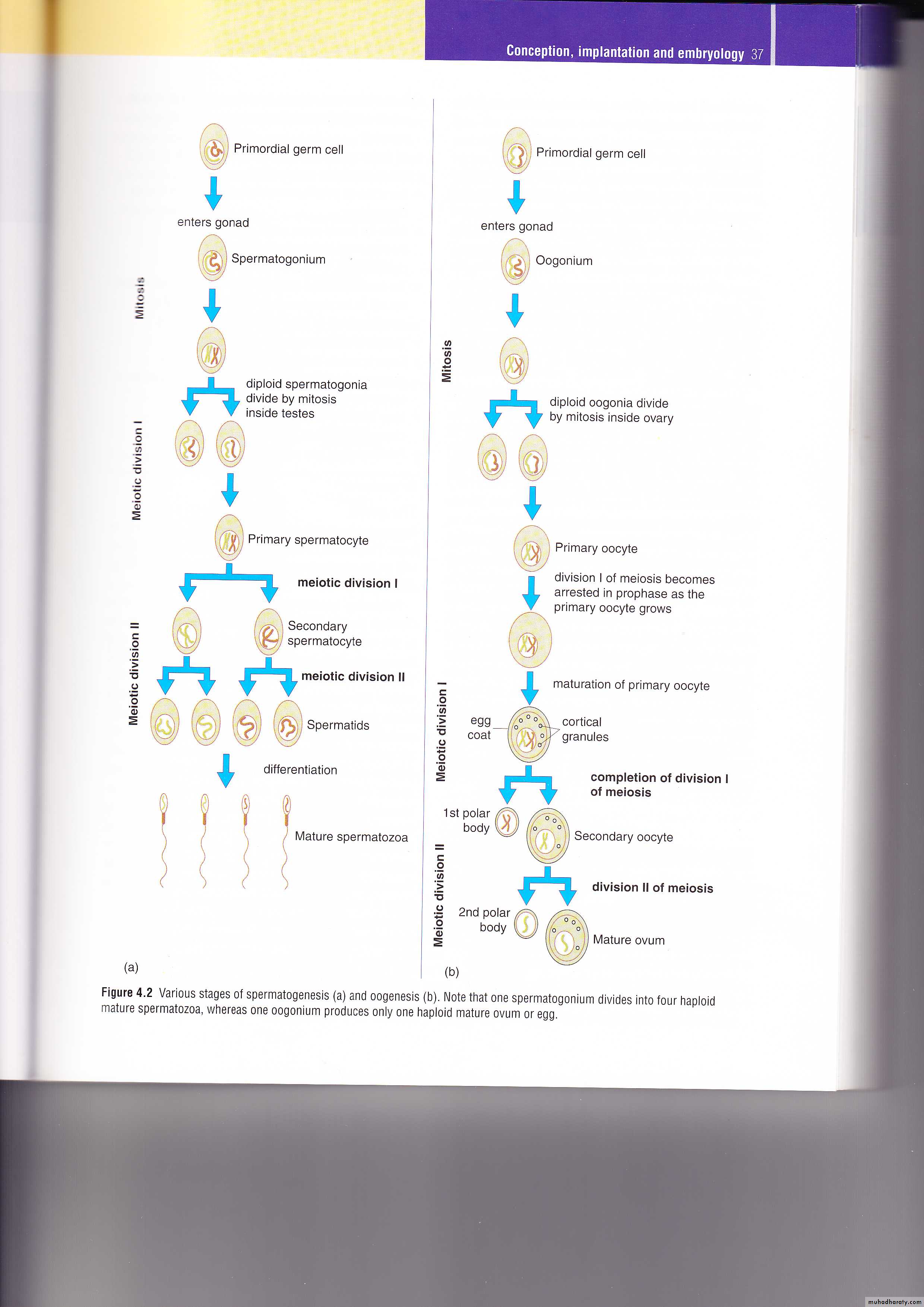 REPRODUCTIVE ENDOCRINOLOGY