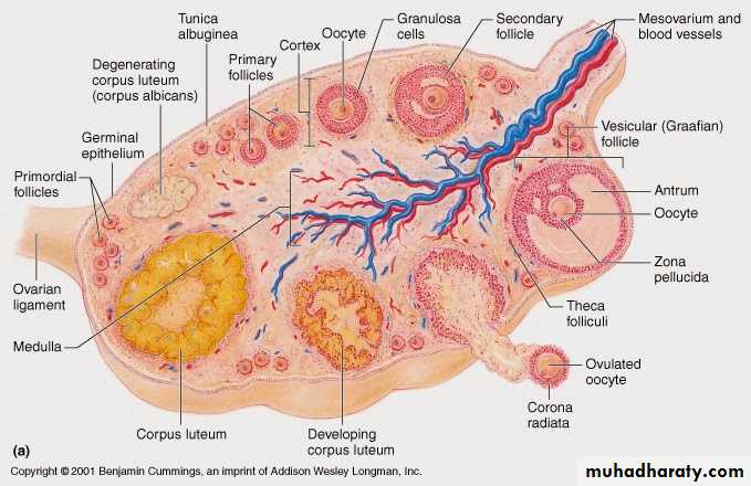 REPRODUCTIVE ENDOCRINOLOGY