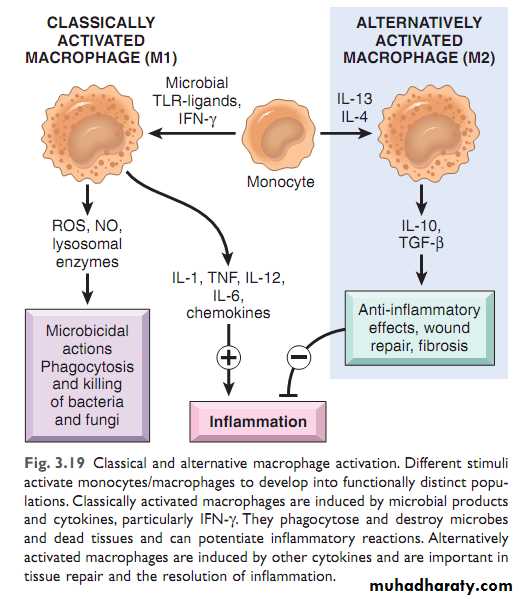 Chronic inflammation