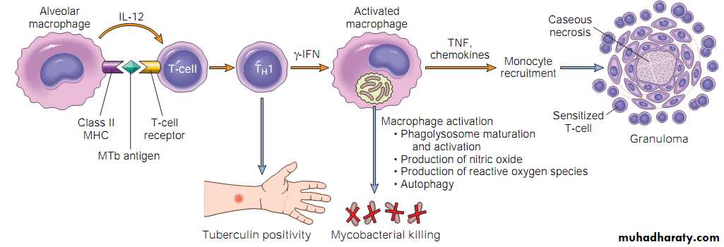 Chronic inflammation