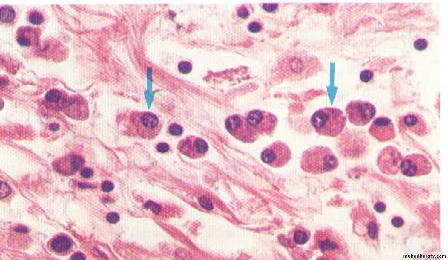 Practical infectious disease