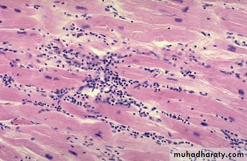 Practical infectious disease