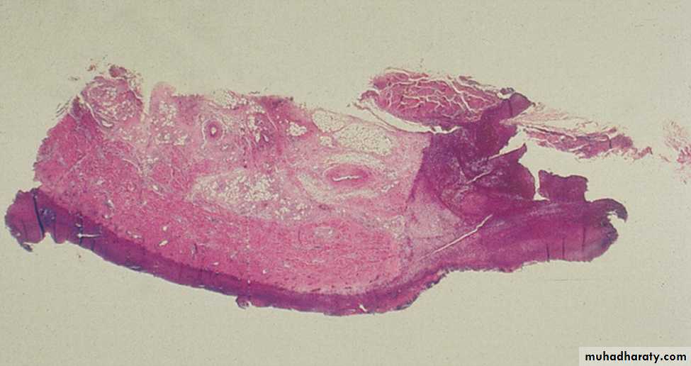 Practical infectious disease