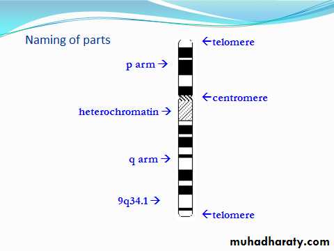 Genetics