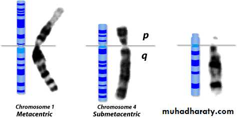 Genetics